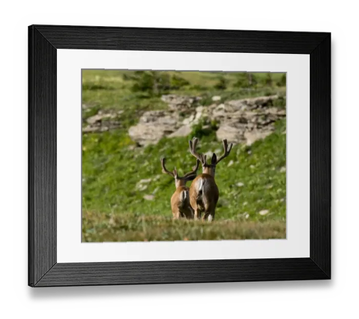 Framed Print : USA, North America, Montana
