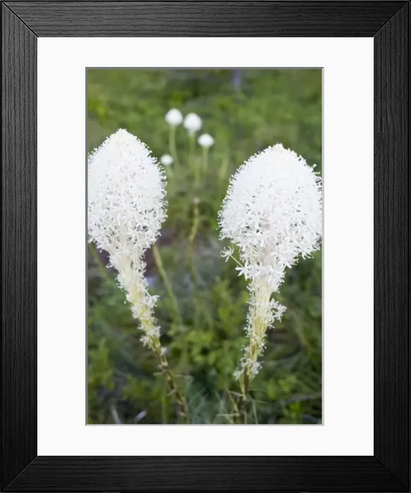 Framed Print : Beargrass blooms in the Whitefish Range in Montana Framed Print : Beargrass blooms in the Whitefish Range in Montana