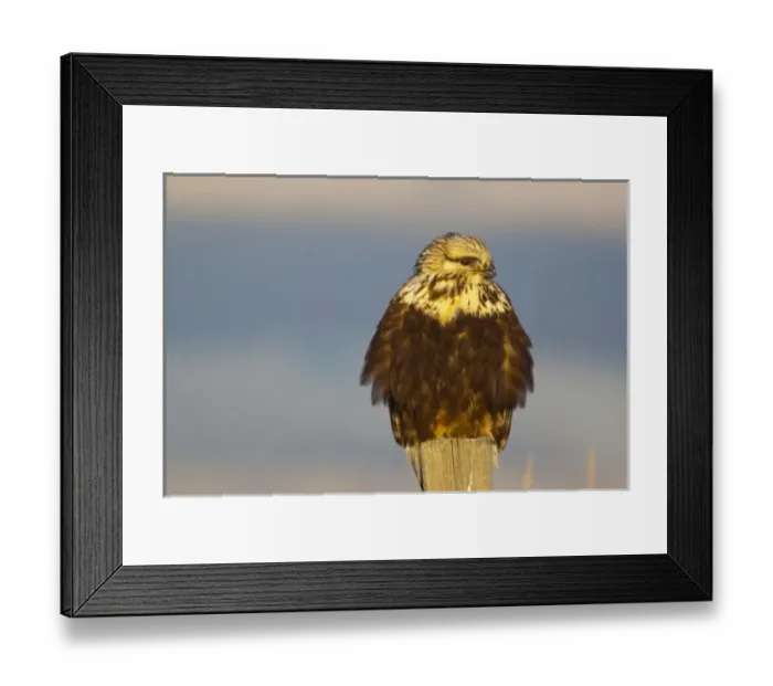 Framed Print : Rough legged hawk on fencepost in winter at Ninepipe WMA in the Mission Valley of Montana Framed Print : Rough legged hawk on fencepost in winter at Ninepipe WMA in the Mission Valley of Montana