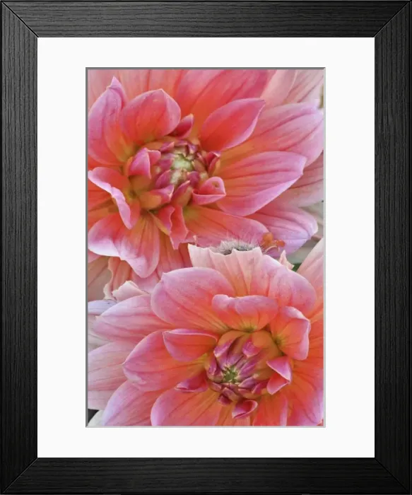 Framed Print : Pair of Dahlia flowers, Dahlia spp. Rockport, Maine