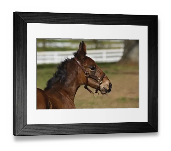 Framed Print : USA, North America, Kentucky Framed Print : USA, North America, Kentucky