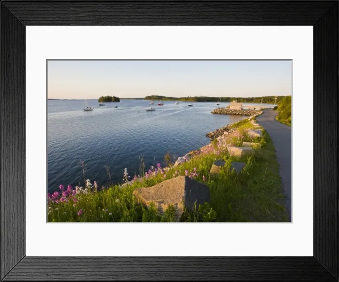Framed Print : Phlox bloom on the shoreline of the harbor in Lubec, Maine Framed Print : Phlox bloom on the shoreline of the harbor in Lubec, Maine