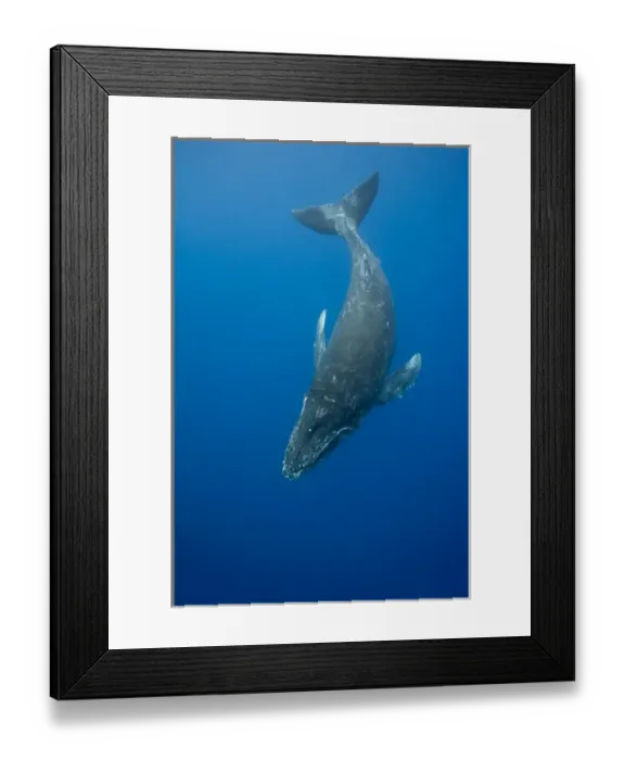 Framed Print : USA, Hawaii, Big Island, Underwater view of Humpback Whales (Megaptera novaengliae) Framed Print : USA, Hawaii, Big Island, Underwater view of Humpback Whales (Megaptera novaengliae)