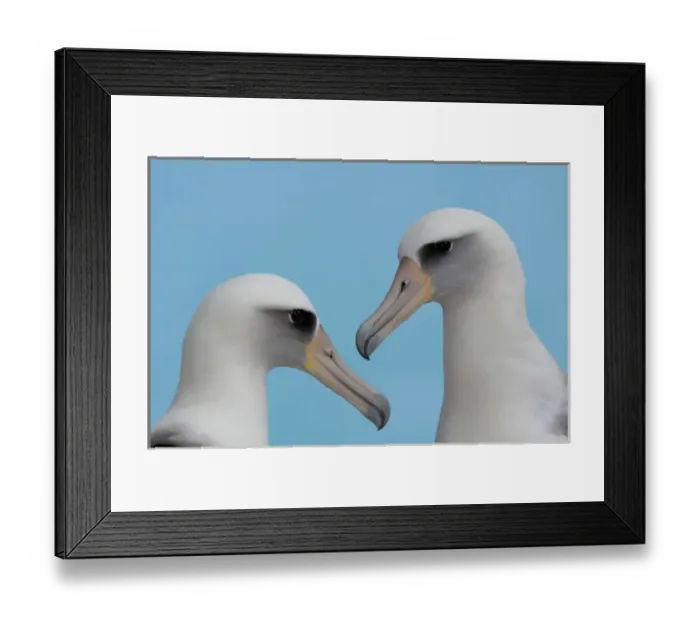 Framed Print : North America, Northwestern Hawaiian Islands, Midway Atoll. Laysan Albatross Framed Print : North America, Northwestern Hawaiian Islands, Midway Atoll. Laysan Albatross