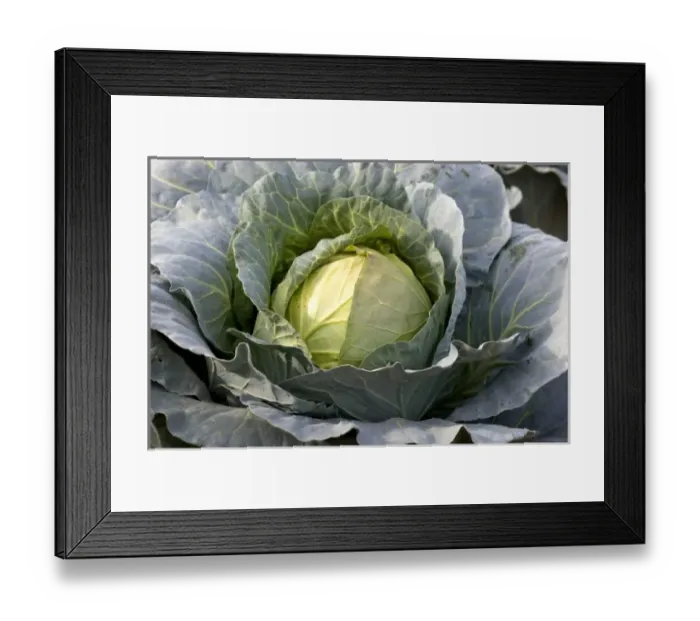 Framed Print : Cabbage growing on a farm in Fruitland, Idaho Framed Print : Cabbage growing on a farm in Fruitland, Idaho