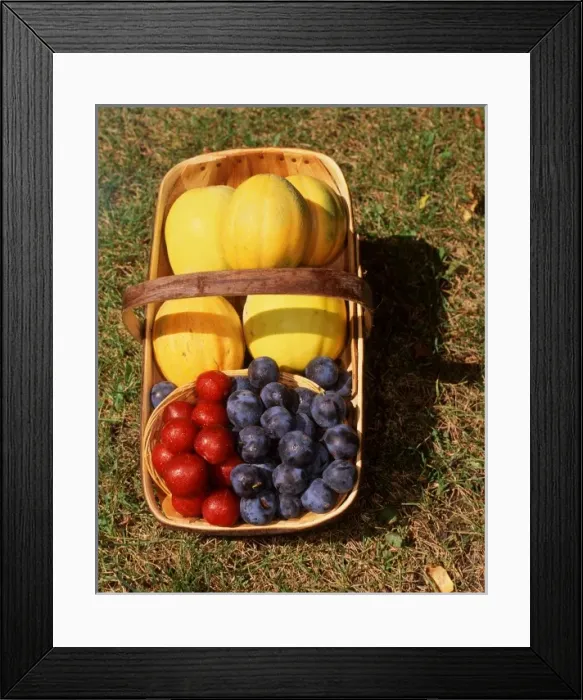 Framed Print : USA, Minnesota, Mendota Heights, Casaba Melons and Superior and Mount Royal Plums Framed Print : USA, Minnesota, Mendota Heights, Casaba Melons and Superior and Mount Royal Plums