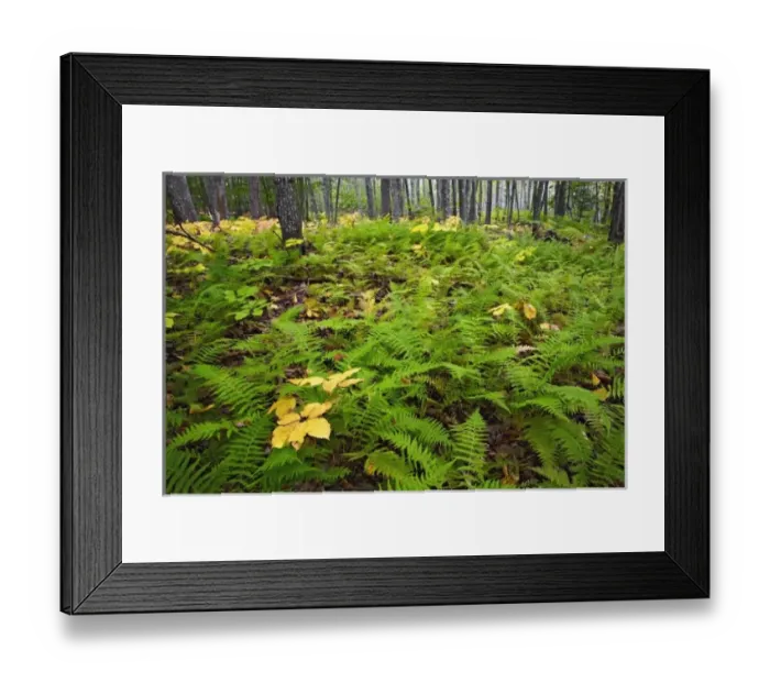 Framed Print : USA, North America, Maine Framed Print : USA, North America, Maine