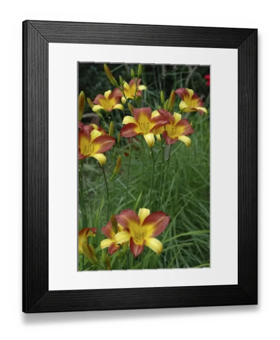 Framed Print : U. S. A. Massachusetts, Boylston, Tower Hill Botanic Garden, lilies Framed Print : U. S. A. Massachusetts, Boylston, Tower Hill Botanic Garden, lilies