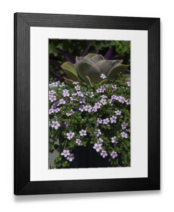 Framed Print : USA, Massachusetts, Boylston, Tower Hill Botanic Garden, potted plants and flowers Framed Print : USA, Massachusetts, Boylston, Tower Hill Botanic Garden, potted plants and flowers