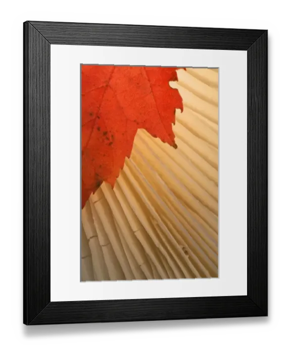 Framed Print : USA, Michigan, Upper Peninsula. Red maple leaf and mushroom gill