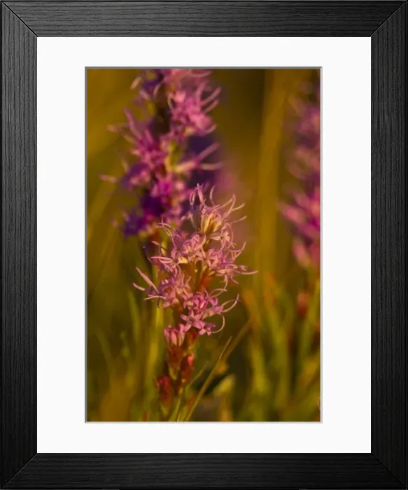 Framed Print : Dotted gayfeather wildflowers in the prairie near Augusta, Montana, USA Framed Print : Dotted gayfeather wildflowers in the prairie near Augusta, Montana, USA