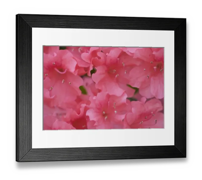 Framed Print : USA; Georgia; Pine Mountain. Azaleas in bloom at Callaway Gardens Framed Print : USA; Georgia; Pine Mountain. Azaleas in bloom at Callaway Gardens