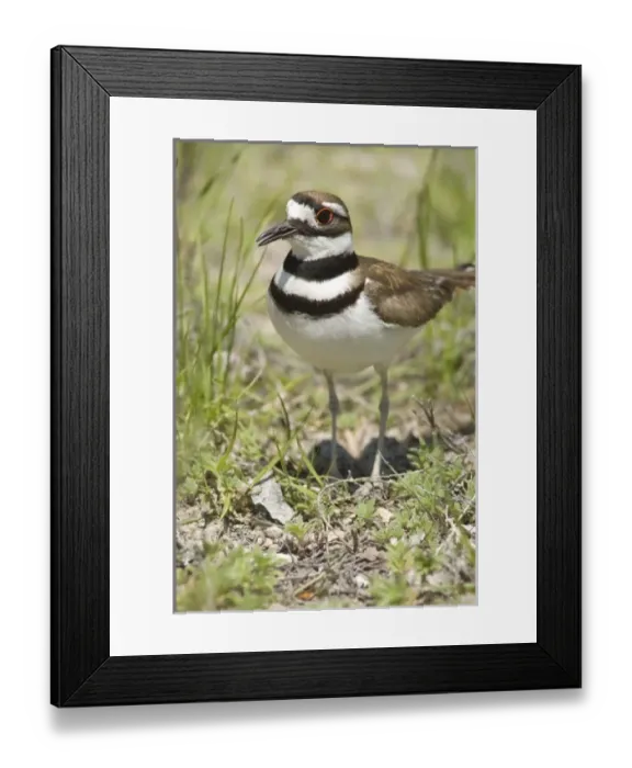 Framed Print : USA, North America, Idaho