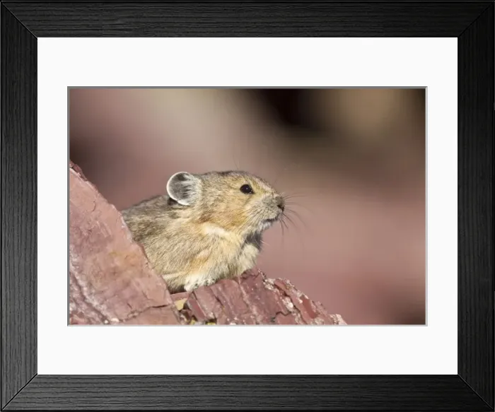 Framed Print : A pika in rockpile at Logan Pass in Glacier National Park, Montana, USA Framed Print : A pika in rockpile at Logan Pass in Glacier National Park, Montana, USA