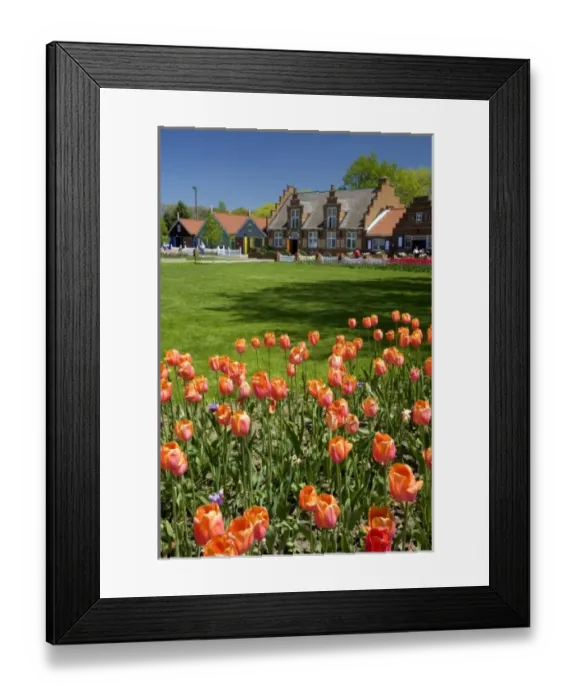 Framed Print : Windmill Island park with tulips in bloom at Holland, Michigan