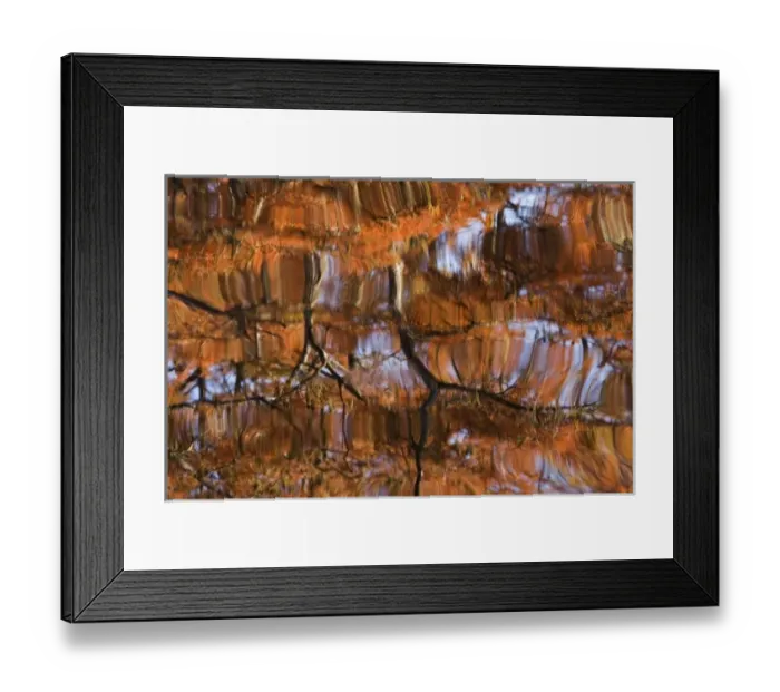 Framed Print : USA, Georgia, George Smith State Park, Reflections of cypress trees in the fall