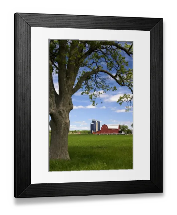 Framed Print : Farm surrounded by green unripe wheat at St. Louis, Michigan Framed Print : Farm surrounded by green unripe wheat at St. Louis, Michigan