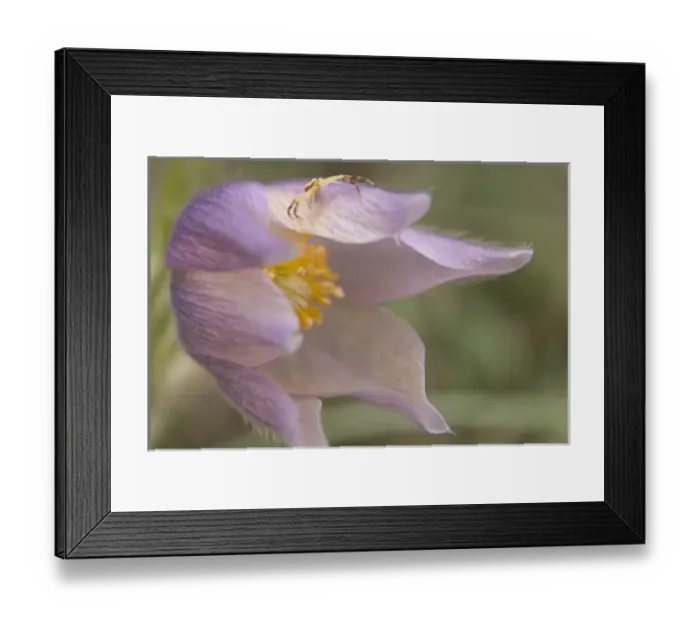 Framed Print : USA, Montana, Pine Butte Guest Ranch. Close-up of crab spider on a pasque flower Framed Print : USA, Montana, Pine Butte Guest Ranch. Close-up of crab spider on a pasque flower