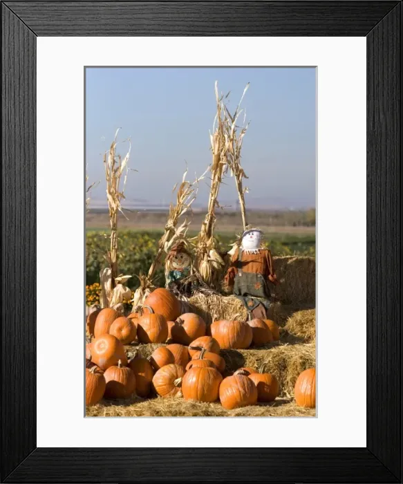 Framed Print : Pumpkin display with hay bales and scarecrows at a roadside fruit stand in Fruitland, Idaho