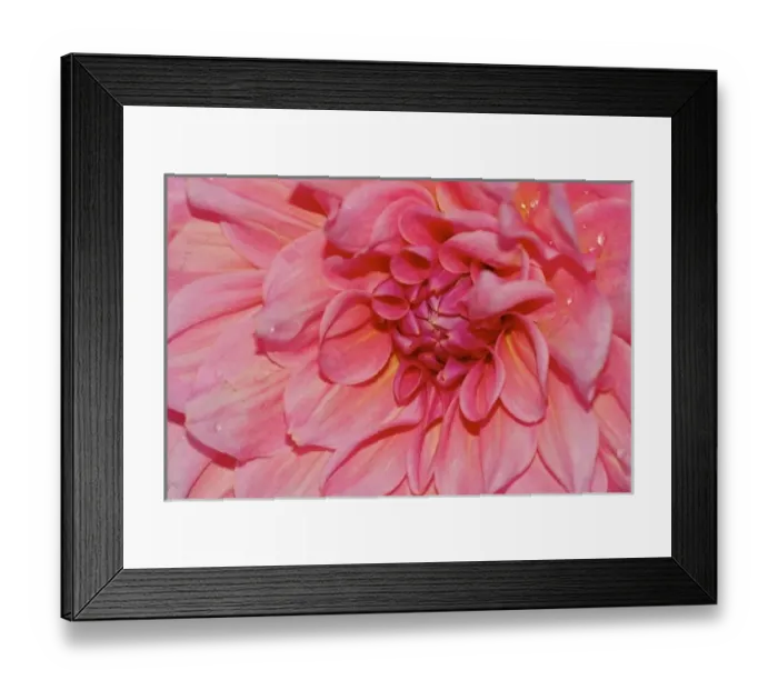 Framed Print : USA, Massachusetts, Shelburne Falls. Close-up of a pink dahlia on the Bridge of Flowers