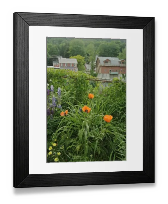 Framed Print : USA, Massachusetts, Shelburne Falls. Flowers on the Bridge of Flowers, and some buildings Framed Print : USA, Massachusetts, Shelburne Falls. Flowers on the Bridge of Flowers, and some buildings