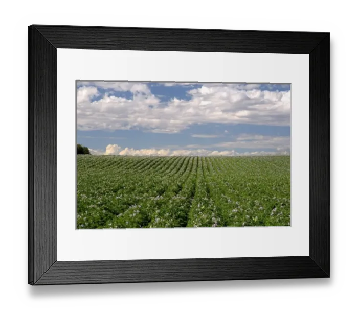 Framed Print : A potato crop in bloom near Burley, Idaho Framed Print : A potato crop in bloom near Burley, Idaho