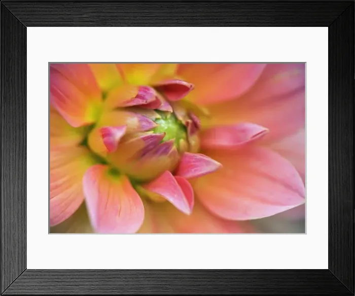 Framed Print : Close-up of Dahlia flower, Dahlia spp. Rockport, Maine Framed Print : Close-up of Dahlia flower, Dahlia spp. Rockport, Maine