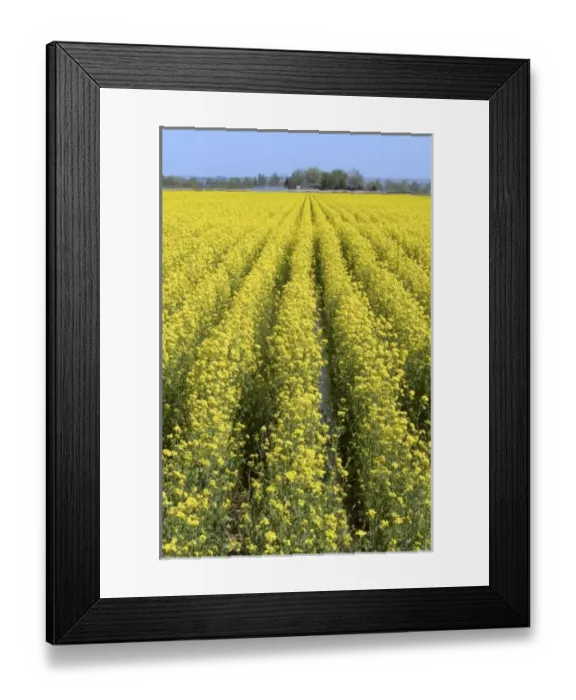 Framed Print : USA, North America, Idaho