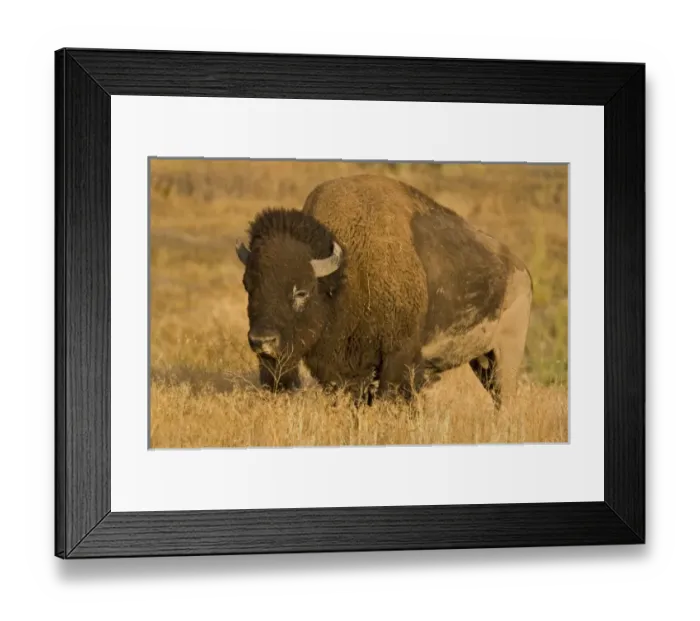 Framed Print : USA, North America, Montana Framed Print : USA, North America, Montana