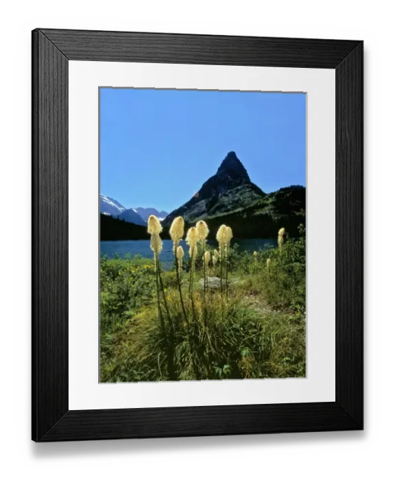 Framed Print : USA, Montana, Glacier NP. Beargrass sways in the breeze at Swiftcurrent Lake, beneath