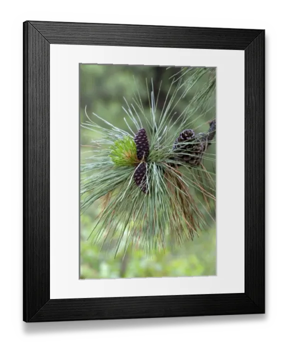 Framed Print : USA, North America, Idaho Framed Print : USA, North America, Idaho