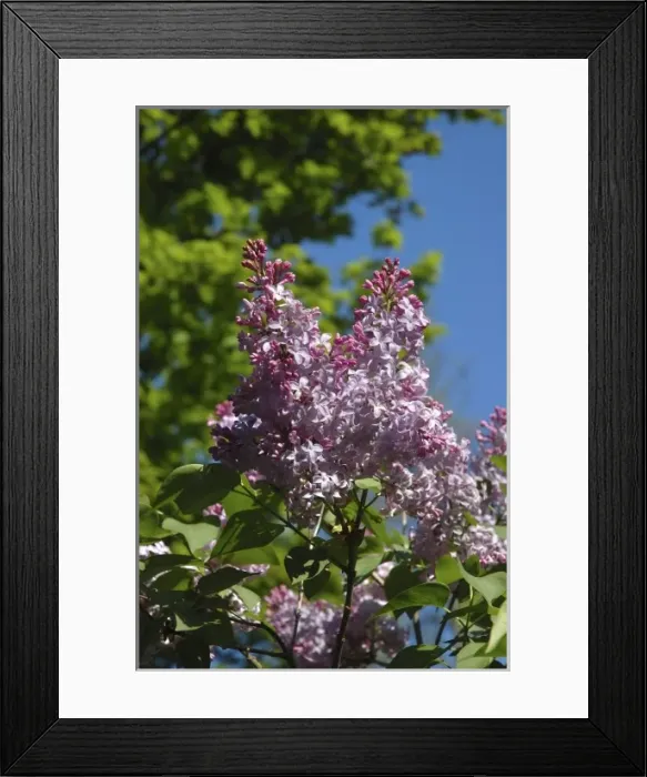 Framed Print : USA, Massachusetts, Reading, Lilac tree