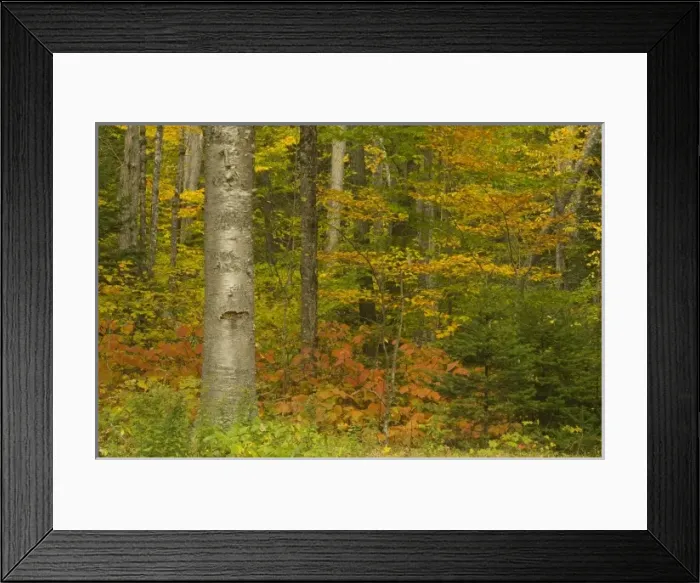 Framed Print : USA, New Hampshire, Livermore, White Mountain National Forest, fall foliage forest Framed Print : USA, New Hampshire, Livermore, White Mountain National Forest, fall foliage forest