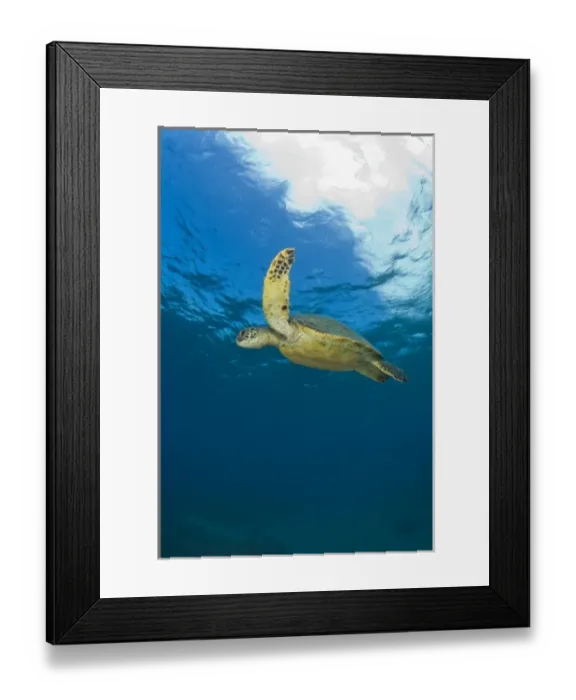 Framed Print : The Green Sea Turtle, (Chelonia mydas), is the largest hard-shelled sea turtle, Turtle Framed Print : The Green Sea Turtle, (Chelonia mydas), is the largest hard-shelled sea turtle, Turtle