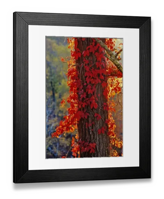 Framed Print : Virginia Creeper bright red in autumn at Itasca State Park in Minnesota