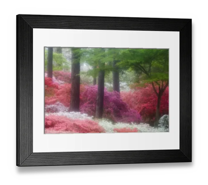 Framed Print : USA; Georgia; Pine mountain. Azaleas at Callaway Gardens in the spring Framed Print : USA; Georgia; Pine mountain. Azaleas at Callaway Gardens in the spring