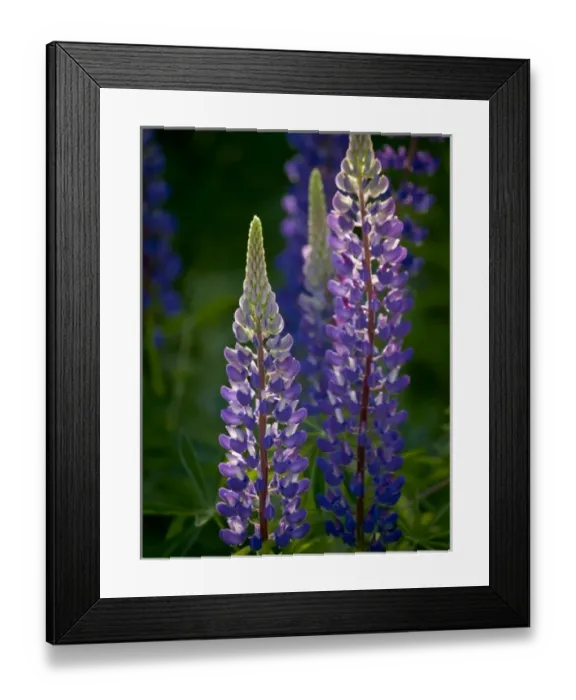 Framed Print : Lupine in Acadia National Park, Maine Framed Print : Lupine in Acadia National Park, Maine