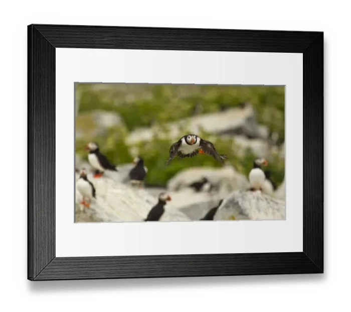 Framed Print : USA, North America, Maine Framed Print : USA, North America, Maine