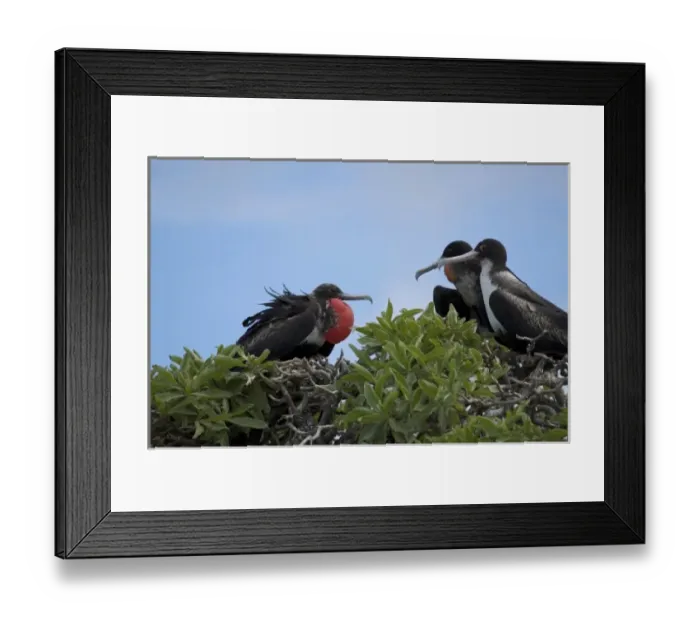 Framed Print : North America, Northwestern Hawaiian Islands, Midway Atoll. Great frigatebird displaying Framed Print : North America, Northwestern Hawaiian Islands, Midway Atoll. Great frigatebird displaying