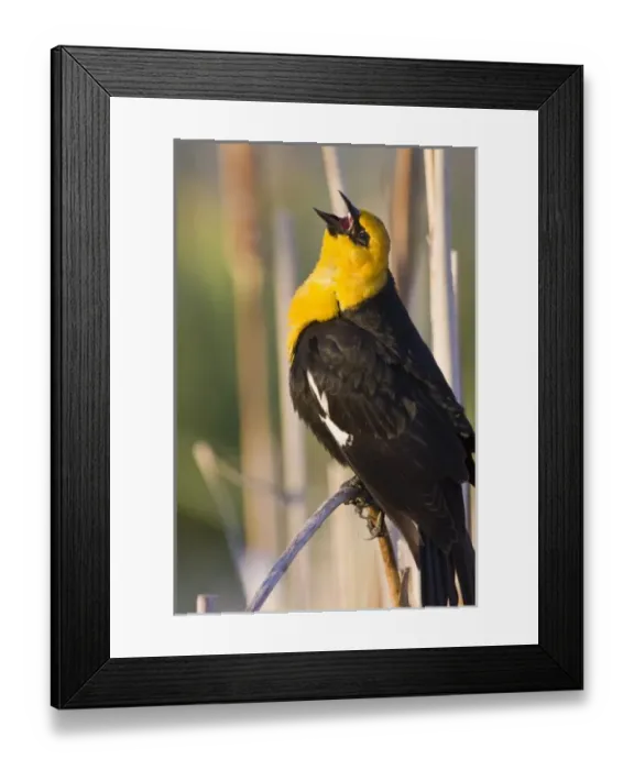 Framed Print : USA, North America, Montana Framed Print : USA, North America, Montana