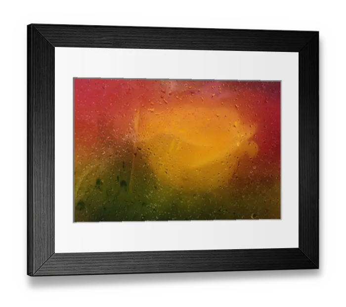 Framed Print : Roses viewed through paper covered in dew drops, Maine