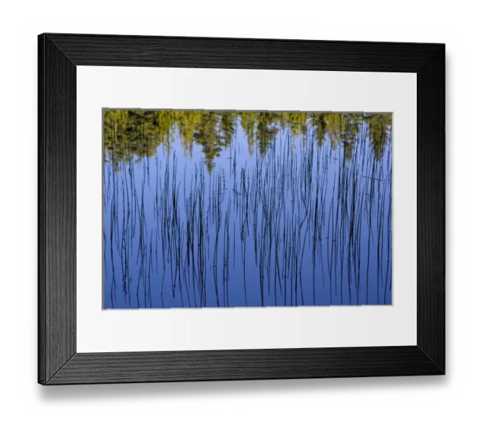Framed Print : Bullrushes and trees reflect into small lake in the Whitefish Range near Whitefish
