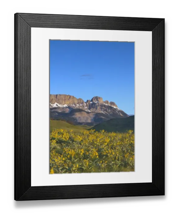 Framed Print : Arrowleaf balsamroot wildflowers and Sawtooth Ridge at first light at Sun River WMA near Augusta Framed Print : Arrowleaf balsamroot wildflowers and Sawtooth Ridge at first light at Sun River WMA near Augusta