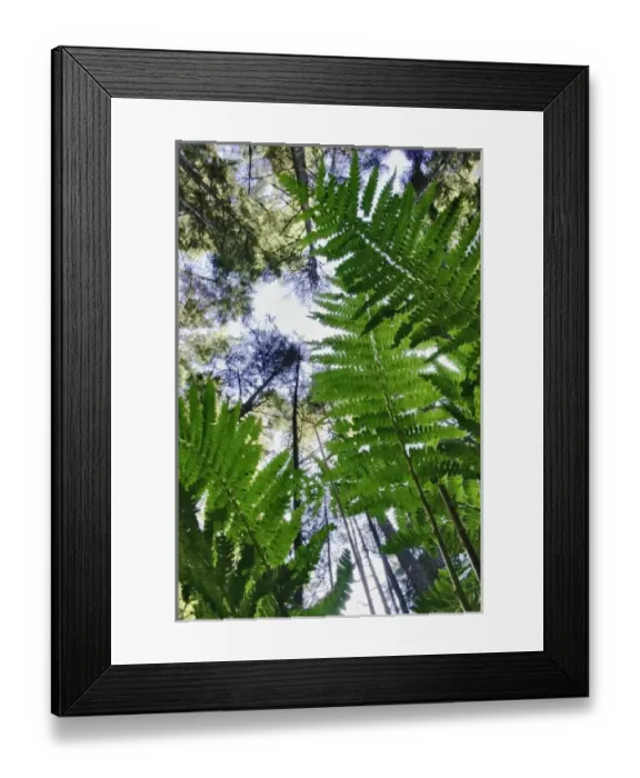 Framed Print : Skyward view of trees and ferns from forest floor, near Rockport, Maine Framed Print : Skyward view of trees and ferns from forest floor, near Rockport, Maine