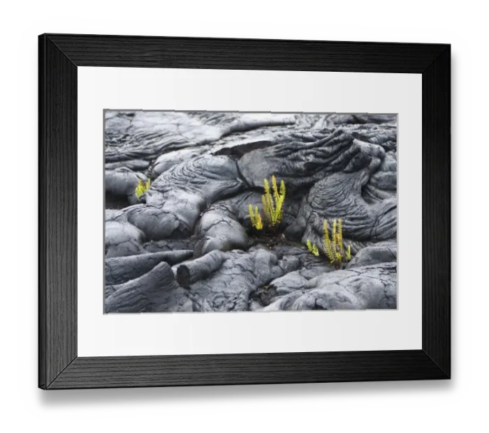 Framed Print : USA. Ferns are often the first plant to colonize new lava fields. This scene is located Framed Print : USA. Ferns are often the first plant to colonize new lava fields. This scene is located
