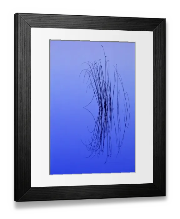 Framed Print : USA, Michigan, Upper Peninsula, Cluster of soft rushes with reflections in lake at dawn Framed Print : USA, Michigan, Upper Peninsula, Cluster of soft rushes with reflections in lake at dawn