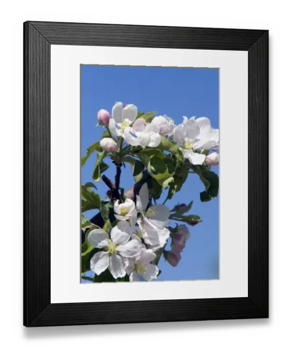 Framed Print : Apple blossom in an orchard near Parma, Idaho, USA Framed Print : Apple blossom in an orchard near Parma, Idaho, USA