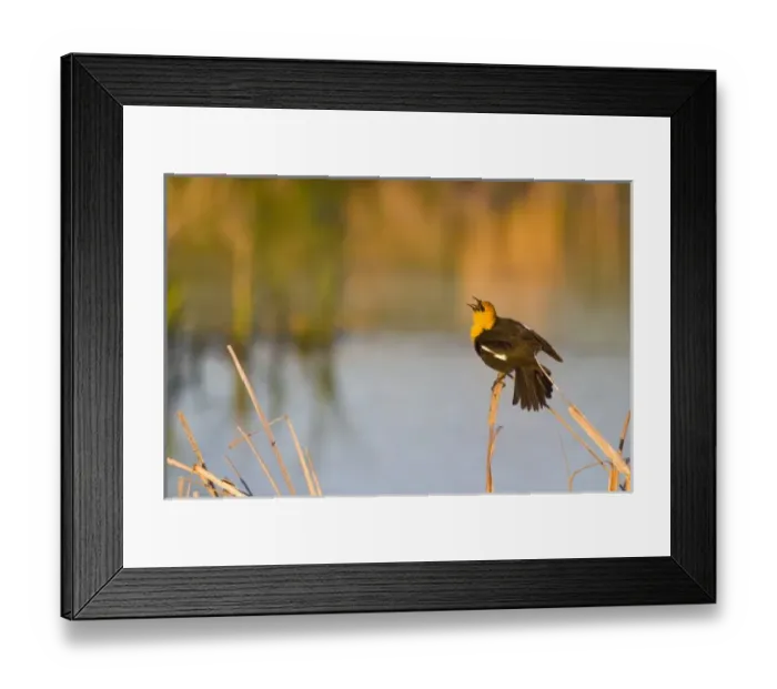 Framed Print : Yellow Headed Blackbird singing in cattails in the Mission Valley of Montana Framed Print : Yellow Headed Blackbird singing in cattails in the Mission Valley of Montana