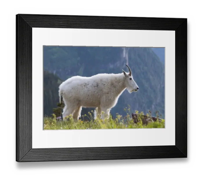 Framed Print : Mountain goat, Waterton Glacier International Peace Park, USA - Canada Framed Print : Mountain goat, Waterton Glacier International Peace Park, USA - Canada