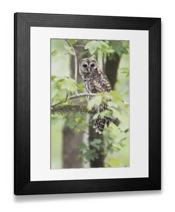 Framed Print : USA, North America, Louisiana Framed Print : USA, North America, Louisiana